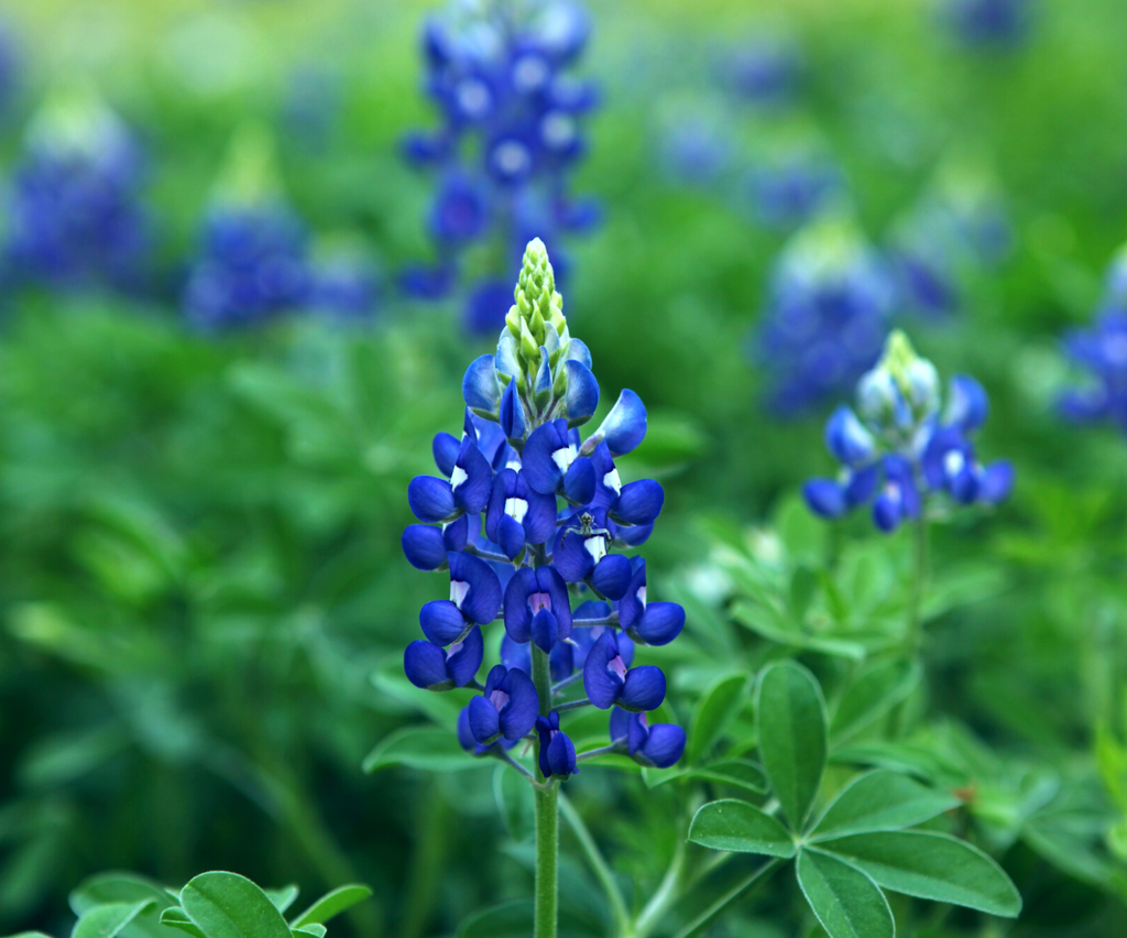 Good Bluebonnets